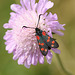 Six-spot burnet moth (Zygaena filipendulae)