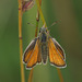 Small skipper (Thymelicus sylvestris) butterfly