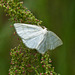 Delicate moth on delicate plant