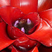 At the heart of a Bromeliad