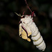 Indian moon moth (Actias selene)