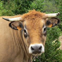 Joli minois de vache Aubrac, Miss 8513 (Gard, France)
