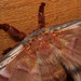 Emperor Gum moth (Opodiphthera eucalypti)