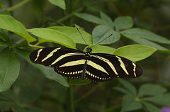 Zebra Heliconian (Heliconius charitonius) butterfly