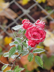 Reifüberzogene Rose