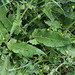 Salvia pratensis (3)