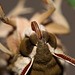 Spurge hawk-moth (Hyles euphorbiae)