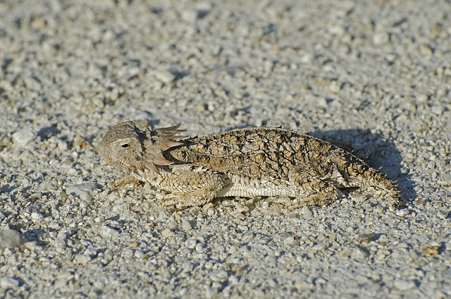 horned lizard