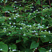 20071015-0347 Adelocaryum coelestinum (Lindl.) Brand