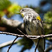 Hybrid Yellow-rumped Warbler