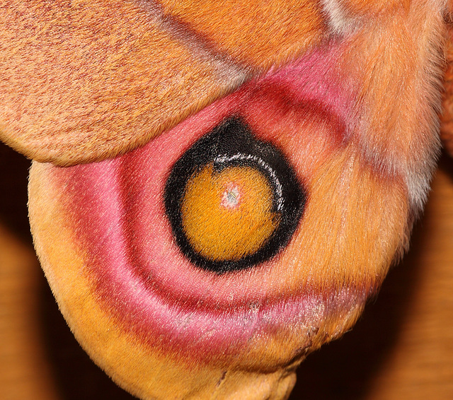 Madagascan Bulls Eye Silkmoth (Antherina suraka)