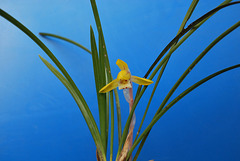 Syunran Orchid (Cymbidium goeringii) from Yamanashi