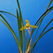 Syunran Orchid (Cymbidium goeringii) from Yamanashi