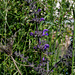 Salvia pratensis (4)
