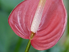 Flamingo Flower / Anthurium