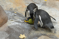 Pinguinfußball (Wilhelma)