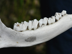 Deer teeth