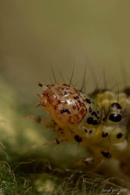Pyrausta aurata larva