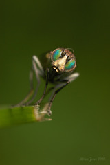 green eyed fly