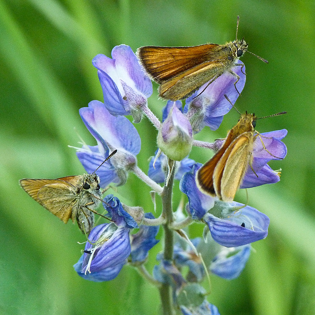 Skippers on Lupine