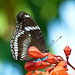 Common Eggfly butterfly / Hypolimnas bolina