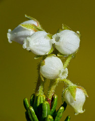 Yellow Heather / Phyllodoce glanduliflora