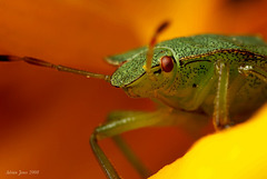 Shield Bug Portrait