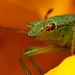 Shield Bug Portrait