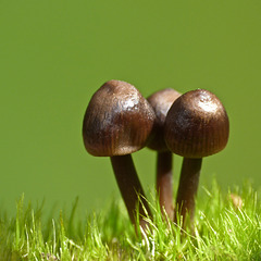 The tiniest mushrooms I ever saw : )