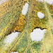 Dark Green Fritillary (Argynnis aglaja) butterfly