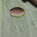 Chinese moon moth (Actias sinensis), female
