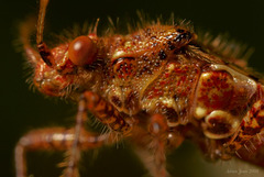 Bug up close