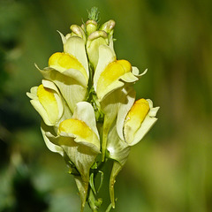 Butter-and-eggs / Linaria vulgaris