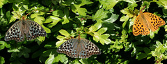 Silver Washed Fritillary (Argynnis paphia) butterflies