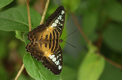 Clipper butterfly (Parthenos sylvia) I think