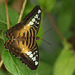 Clipper butterfly (Parthenos sylvia) I think