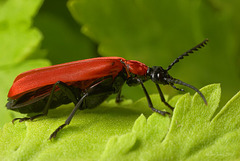 Cardinal Beetle, Pyrochroa coccinea