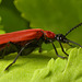 Cardinal Beetle, Pyrochroa coccinea