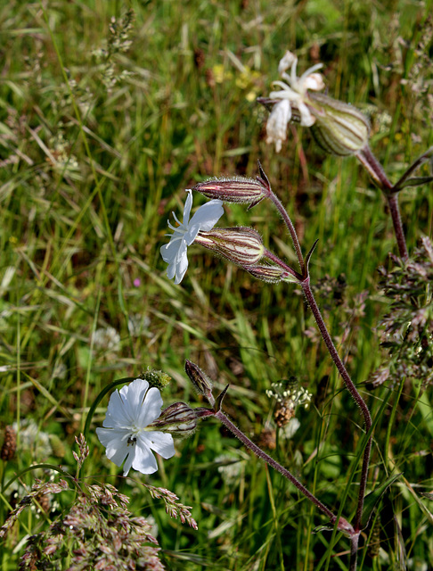 Silene latifolia (5)