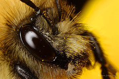 Bumble bee portrait