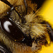 Bumble bee portrait