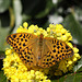 Silver washed fritillary (Argynnis paphia) butterfly