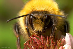 Bumblebee portrait