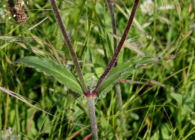 Silene latifolia (4)