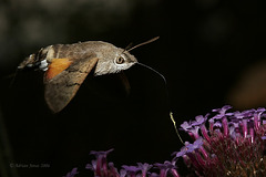 Humming Bird hawk moth.