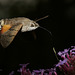 Humming Bird hawk moth.