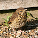 Young Song Thrush (Turdus philomelos)
