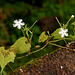 20070821-0014 Trichosanthes cucumerina L.