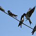 Swallow (Hirundo rustica) feeding young
