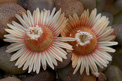 Aloinopsis schooneesii flowers
